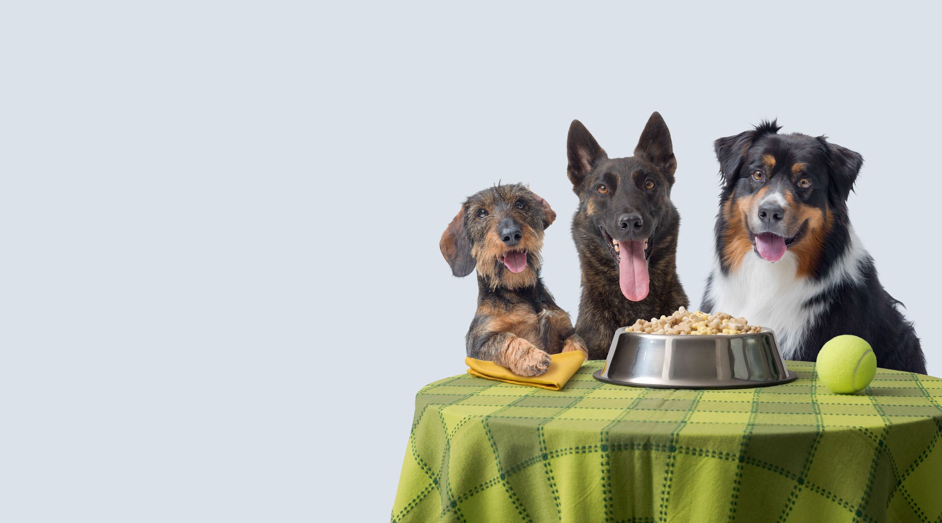 Dogs having a luxury meal together