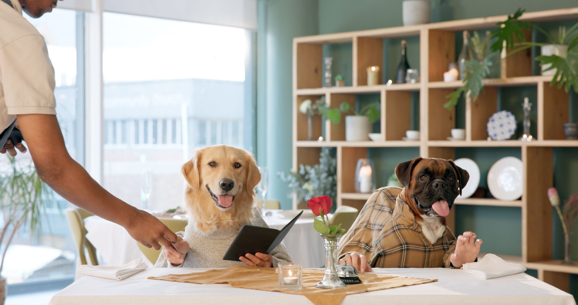 Restaurant, food and dogs at table with menu for dinner, lunch and waiting for service with waiter. Fine dining, hospitality and pets with server for order, options and choice for animal celebration