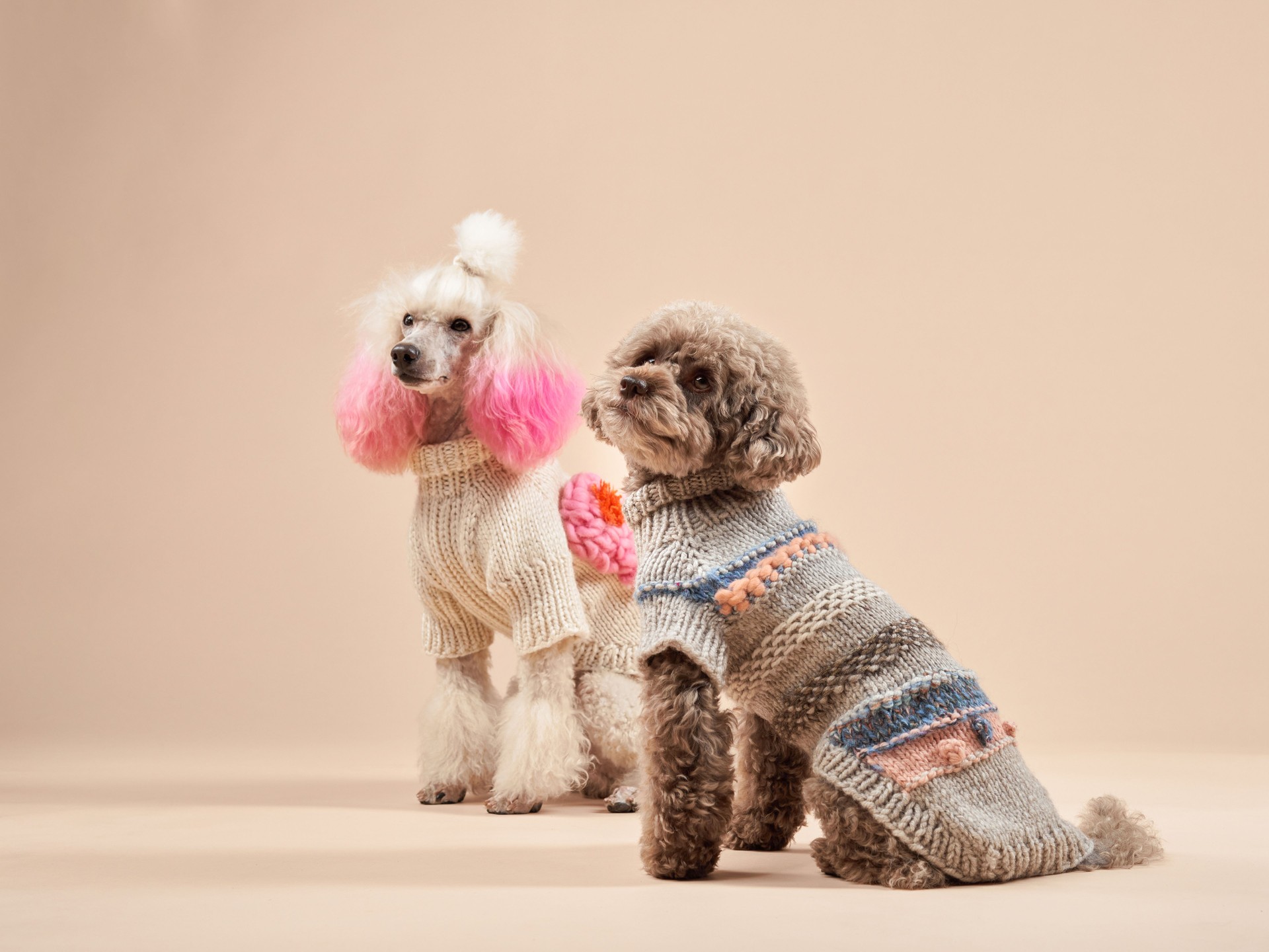 Two stylish poodles model their knitwear, one flaunting pink ear tufts.